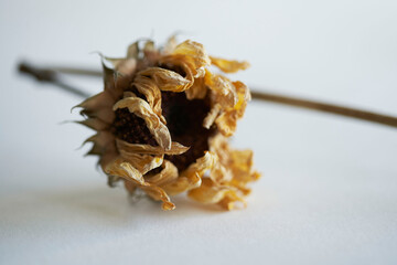 ひまわりのドライフラワー