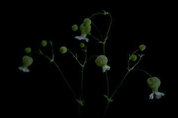 黒バックに浮かび上がる花