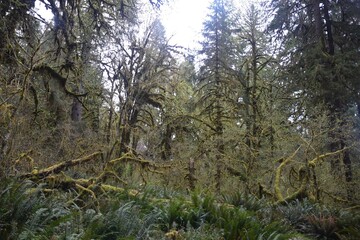 Travel Through a Fairy Tale - Hoh Rain Forest Trail in Olympic National Park