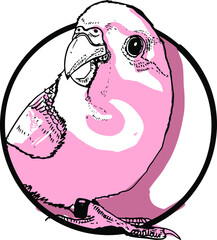 Vector of Parrotlet forpus . Vector illustration.