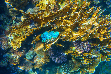 Coral reef