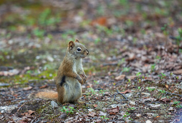 Squirrel