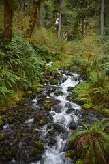 Obraz premium Travel Through a Fairy Tale - Hoh Rain Forest Trail in Olympic National Park