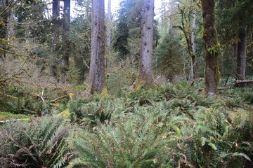 Travel Through a Fairy Tale - Hoh Rain Forest Trail in Olympic National Park