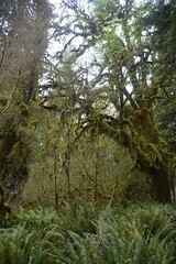 Obraz na płótnie Canvas Travel Through a Fairy Tale - Hoh Rain Forest Trail in Olympic National Park