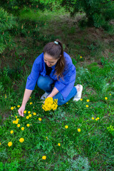 Young woman collects yellow flowers dandelions in the field