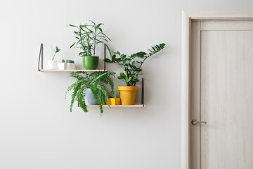 Modern shelves with houseplants hanging on light wall