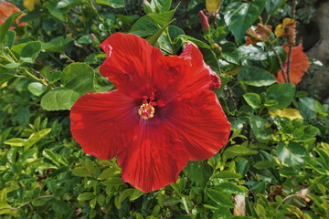 Bright scarlet hibiscus, close-up. The flower is open, in the center is a pistil, stamens. The background is green leaves.