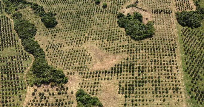 olive plantation tree line with drone 4k