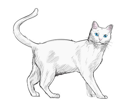 Illustration drawing style of cat