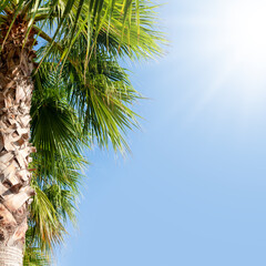 Fototapeta na wymiar Palm leaves in front of blue sunny summer sky