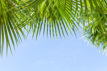 Fototapeta premium Palm leaves in front of blue sunny summer sky