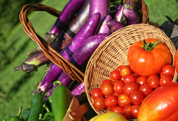 Fresh Summer Vegetable Harvest Fresh Organic Food Concept