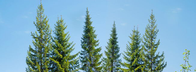 The tops of evergreen fir trees against the blue sky. Panoramic view, a copy of the space on a natural background