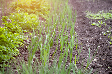 Vegetable garden in early spring.