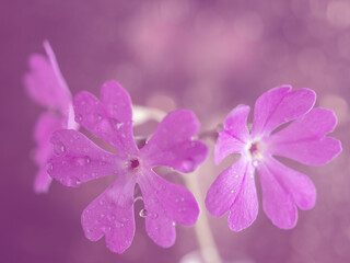 Macro pink primrose flower art photo. Close-up.