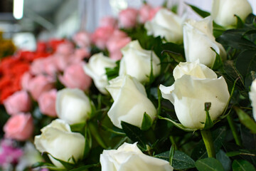 White roses in the foreground.