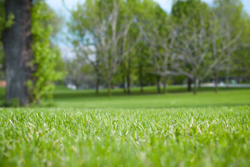 Landscape of a park or garden on a sunny day. Mown lawn and blurred background with trees. Natural background with copy space