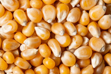 Yellow Corn Corn Scattered Background. Macro photography
