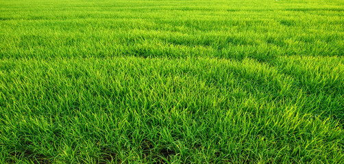 Obraz premium Rice plant. Green rice field in Thailand
