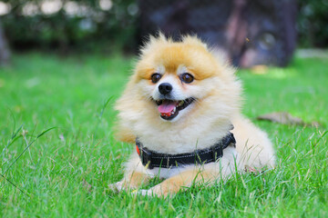 chihuahua puppy in grass