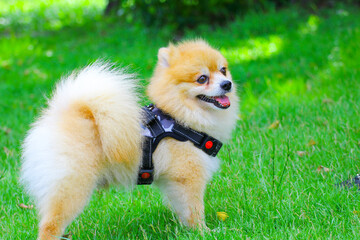 pomeranian puppy on grass