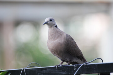 pigeon on a fence