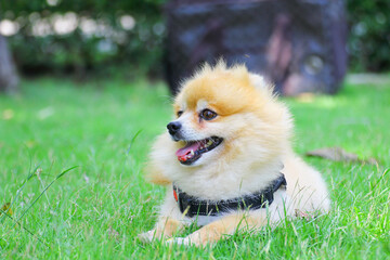 chihuahua puppy on grass