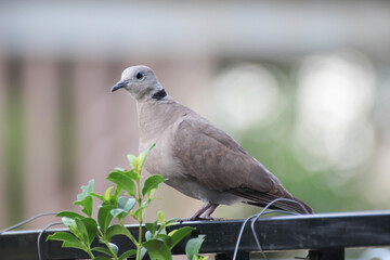 white dove perched on a fence
