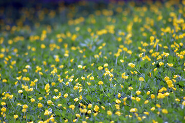 green grass field with yellow flowers