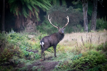 Large red deer with significant antlers