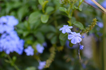 Blue jasmine, also known as malacara, celestina, Isabel Segunda, blue plumbago, Cape plumbago and sky jasmine, a herbaceous plant of the Plumbaginaceae family.