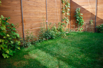 backyard at the house. green lawn and beds