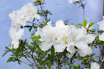 Bouquet of colorful flowers. Beautiful flower arrangement.
