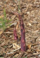 Organic Asparagus Growing in Organic Garden Close Up