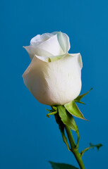 rose flower growing on blue background