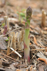 Organic Asparagus Growing in Organic Garden Close Up