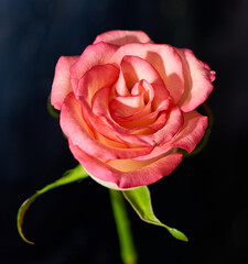rose flower growing on black background