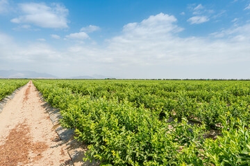 Fototapeta na wymiar Field of blueberries, bushes with future berries against the blue sky. Farm with berries.