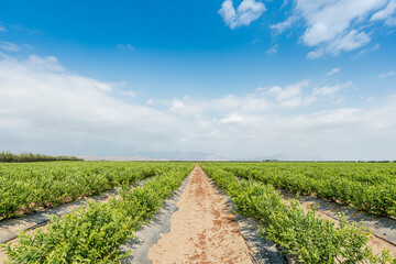 Field of blueberries, bushes with future berries against the blue sky. Farm with berries.