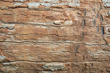 The background of the tree bark with an unusual pattern.