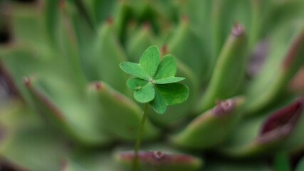 Trébol de la suerte