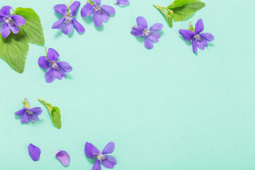 viola flowers with leaves on green background