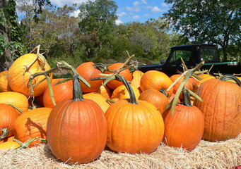 Fall Harvest Fresh Pumpkins For Sale at Organic Market