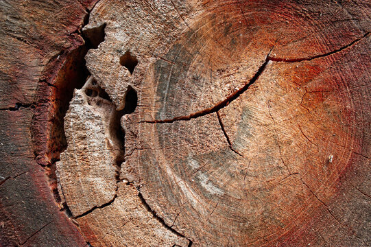 Cross-section of a log cut by a saw, background image of a log