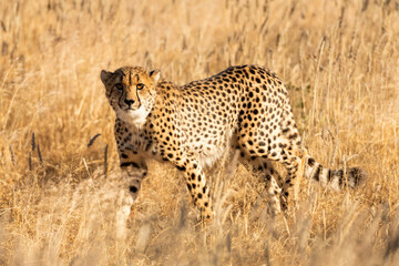 Fototapeta na wymiar Cheetah standing on dry yellow grass of the African savannah