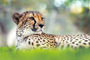 Cheetah portrait in the African savannah