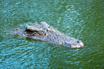 Big african alligator crocodile in the green water closeup