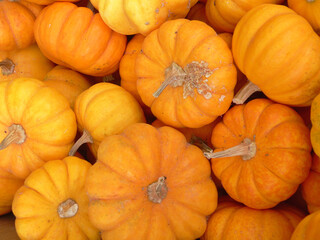 Fall Harvest Fresh Pumpkins For Sale at Organic Market
