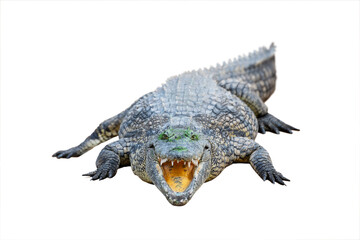 Big african alligator crocodile with open mouth